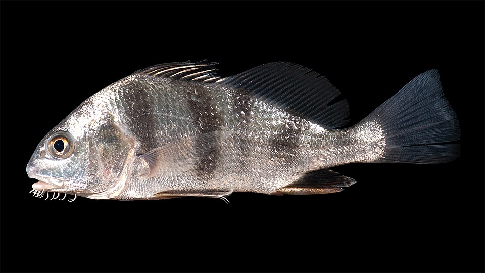 Black drum