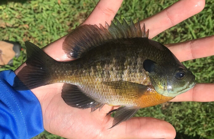 Bluegill / bream