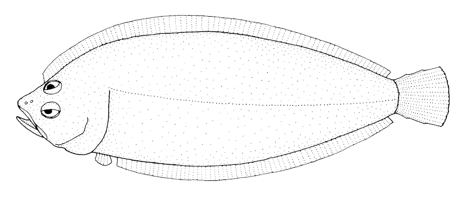 Southern flounder