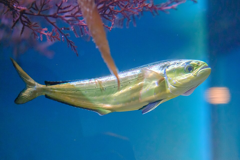 Mahi-mahi (dolphin)