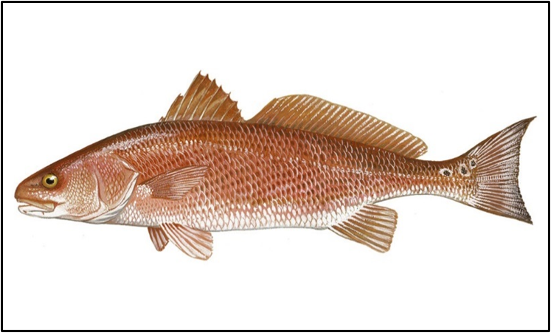 Red drum (redfish)