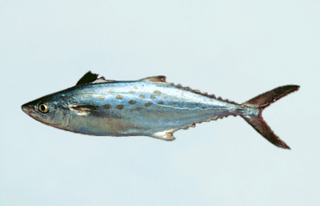 Spanish mackerel