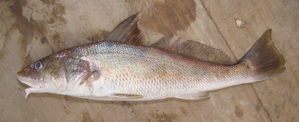 Whiting (southern kingfish)